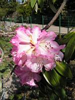 Rhododendron - Rhododendron Arboreum (fam Ericacees) (Himalaya, Inde) (03) (Photo F. Mrugala)